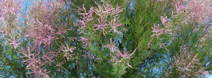 planter un tamaris en pot